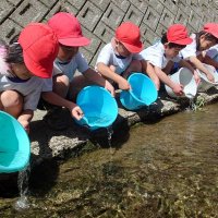 養老川に稚アユを放流する加茂小学校の児童＝１９日、市原市大久保