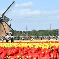 チューリップ７０万本見頃　佐倉ふるさと広場、２１日までフェスタ　市制７０周年で増量