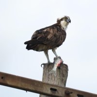 ミサゴ　捕らえた魚をつかみ、電柱にとまる。時に体長３０センチを越えるボラやコノシロを捕らえる＝２０１４年１１月３日、木更津市（筆者撮影）

