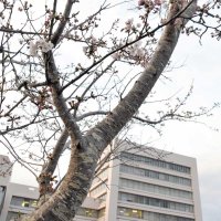 【速報】千葉県で桜開花　昨年より１０日遅く　銚子気象台、満開には１週間から１０日