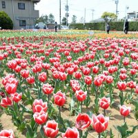 匝瑳の春を盛り上げるカラフルなチューリップ＝２日、匝瑳市
