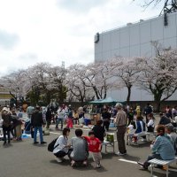 日差しうららか花見頃　しろい春まつり　演奏やグルメ、なし坊衣替えも