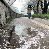 強風で散り、水たまりに浮かぶ桜＝９日、千葉市中央区