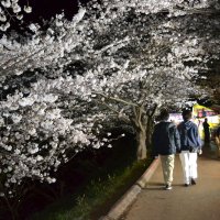 ライトアップされた海老川沿いの桜＝７日夜、船橋市
