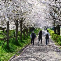「春の嵐」耐え、桜の見頃続く　船橋・海老川沿いの並木道