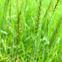 同社で栽培する小麦は４月に入り、白い花が咲いていた