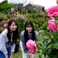 一部の早咲きのバラは花が開いている
