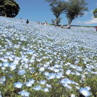 「花の谷」染める青　富津・マザー牧場にネモフィラ絶景　チューリップとの共演も