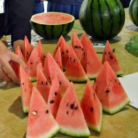 今年もしっかりとした甘みが出た富里スイカの赤い果肉