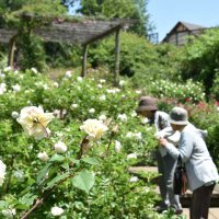 春バラ見頃、色とりどりにかぐわしく　佐倉草ぶえの丘