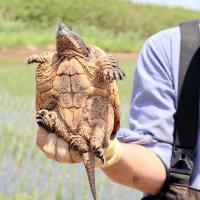 捕獲されたカミツキガメ＝１７日午前、佐倉市