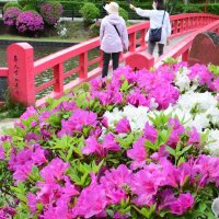 赤いアーチ橋を背景に鮮やかに咲くツツジ＝２日、茂原公園