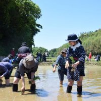 家族連れ１８０人苗手植え　旭・大原幽学ゆかりの水田