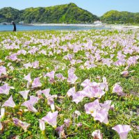 初夏告げるハマヒルガオ　淡い紫色の花、浜辺に彩り　勝浦・興津海岸