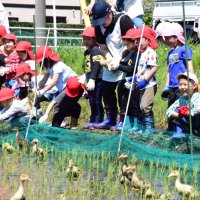 給食のお米、アイガモが守る　園児２５人放鳥、働き学ぶ　長生村
