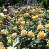赤やオレンジ、黄色…大輪のバラ見頃に　市川・里見公園