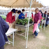 春の苗物販売会大盛況　市原高校園芸科生徒が栽培　売り場前には行列も