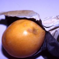 果樹カメムシ類に吸汁されたビワの果実（千葉県農林総合研究センター提供）