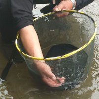 捕獲されたアユ