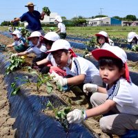 土のお布団かけたよ　園児がサツマイモ苗植え　白子・再生畑で