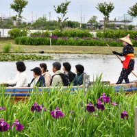 「あやめ祭り」開幕　初夏告げるハナショウブ　香取佐原、６月上旬見頃