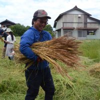 東金産の小麦、収穫体験　住民参加し麦刈りに汗　土産はパンや麺