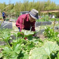 野菜作りで広がる輪　市原・出光の交流農園人気　社有地に開設、多世代集う