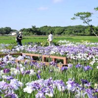 ハナショウブが咲き誇り、訪れた人を楽しませている＝４日、旭市