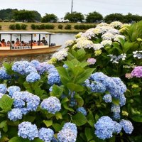 色鮮やかアジサイ見頃　多古の初夏彩るイベント盛況　栗山川沿い、ステージイベントも