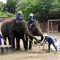 ついに１０歳、適齢期だゾウ！　“イケメン”結希の誕生日会　市原ぞうの国　初の日本生まれ同士繁殖にも期待