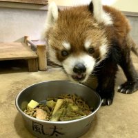 レッサーパンダ風太、５日で２１歳に　国内最高齢、人間なら８０歳超　千葉市動物公園