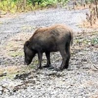 出没したイノシシ＝７月１４日、茂原市小林（市農政課提供）