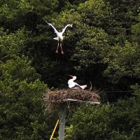 「たける」巣立つ　野外繁殖のコウノトリ　野田
