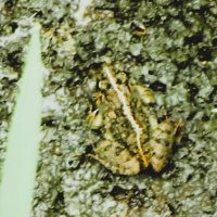 ヌマガエル　分布拡大　温暖化一因か　成田篤彦　【房総の草木虫魚】（４２５）