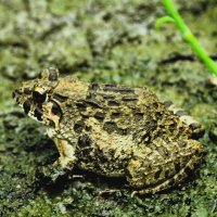 ヌマガエル＝２０２４年６月１６日、木更津市（筆者撮影）
