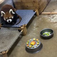【動画あり】ハッピーバースデー風太！　２１歳に、立ち姿愛されたレッサーパンダ　バースデーケーキならぬリンゴや煮た芋でご機嫌　国内最高齢、ファンも歓喜　千葉市動物公園