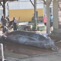 ツチクジラを手際よく解体する社員ら＝６日、南房総市
