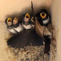 ツバメのひなに餌を与える親鳥