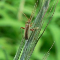 千葉県、斑点米カメムシ大量発生　２年連続で注意報発令　米の品質低下懸念