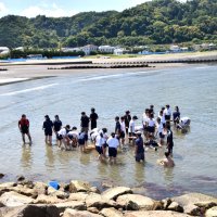 藻場再生へ、アマモ移植　南房総・富山中３年