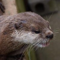 １９歳のコツメカワウソ「ミモ」天国へ　人間なら１００歳以上　アロハガーデンたてやま