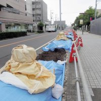 「景観１００選」のケヤキ、現場判断で伐採　市長、市民に陳謝　今後は事前の情報共有徹底　市川