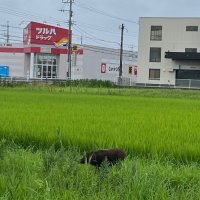 市街地でイノシシ目撃相次ぐ　茂原　高校グラウンドにも出没、川を泳ぐ姿も…　夏休みの子どもたちに注意喚起