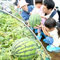 富里スイカ収穫に笑顔　オーナー制度で愛着深め