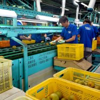 形や色合いによって選別される今年の“一番梨”＝２９日、船橋市豊富町