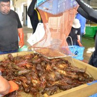 【動画あり】伊勢エビ初水揚げ　近年まれに見る大漁「かかりすぎで心配なぐらい」　いすみ・大原漁港