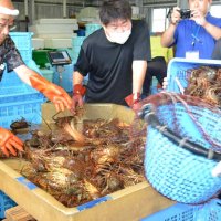 初水揚げされた伊勢エビ＝２日、いすみ市大原の夷隅東部漁業協同組合