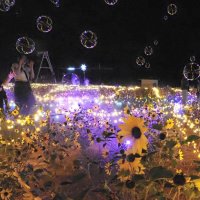 日没後のヒマワリ畑がＬＥＤイルミネーションで彩られ、光輝く幻想的な空間が訪れた人を魅了している＝袖ケ浦市の東京ドイツ村