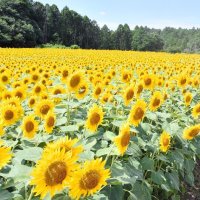 真夏に鮮やか“黄色のじゅうたん”　多古で９万本のヒマワリ見頃