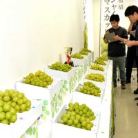 「ふなばしシャインマスカットグランプリ」では、出品者同士で房のバランスなどを審査した